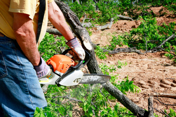 Best Tree Trimming Near Me  in Little River, SC